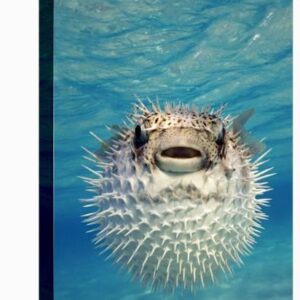 close up of a puffer fish bahamas u l p7gevio1zln 3.jpg