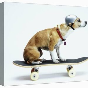 dog with helmet skateboarding u l pexeg7o1zln 3.jpg