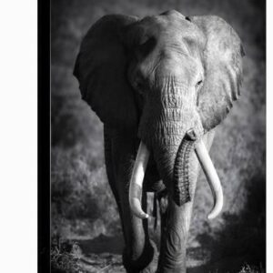 large elephant bull approaching artistic processing u l q1a3znvo1zln 3.jpg