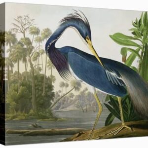 louisiana heron from birds of america u l oed1ko1zln 3 1.jpg