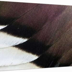 northern pintail drake wings fanned out u l q1h18cbo1zln 3.jpg