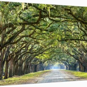 savannah georgia usa oak tree lined road at historic wormsloe plantation u l pybph3o1zln 3.jpg